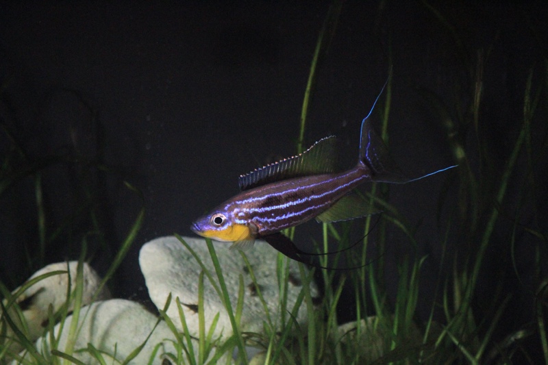 Benthochromis horii 'Mvuna Island'